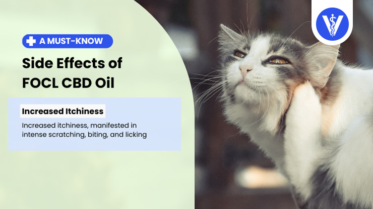 FOCL CBD Oil Side Effects Increased Itchiness