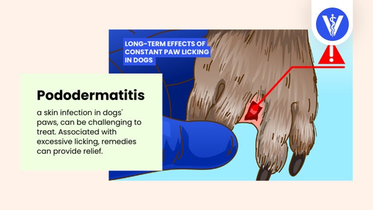 Long Term Effect Dog Licking Paws Pododermatitis