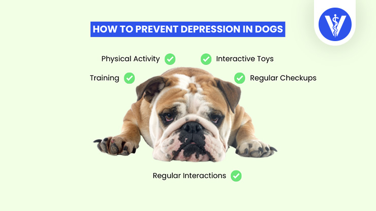 Preventive Measures Depression in Dogs