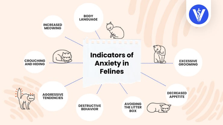Signs of Cat Anxiety