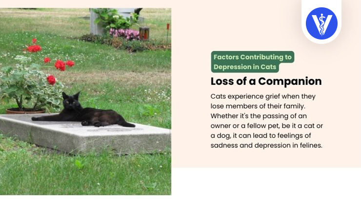 Cat Depression Causes - Loss of a Companion