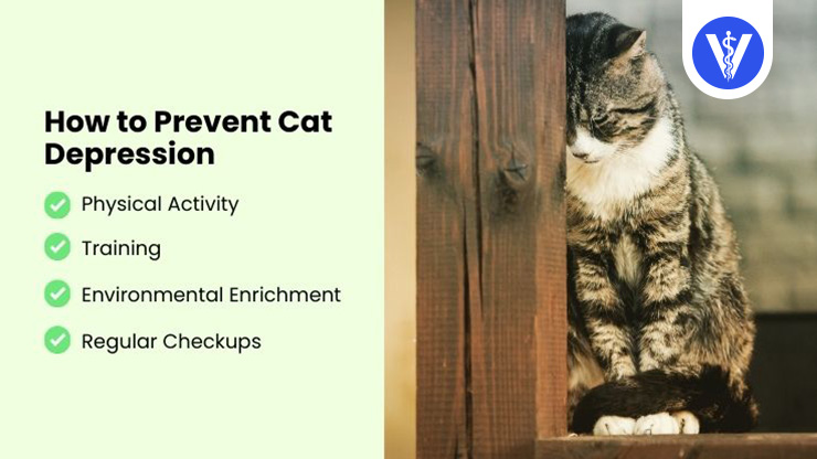 Cat Depression Preventive Measures