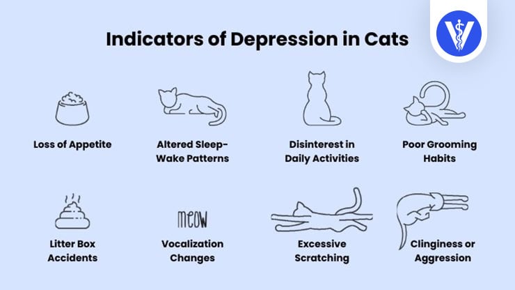 Cat Depression: Causes, Signs and Treatments - Veterinarians.org