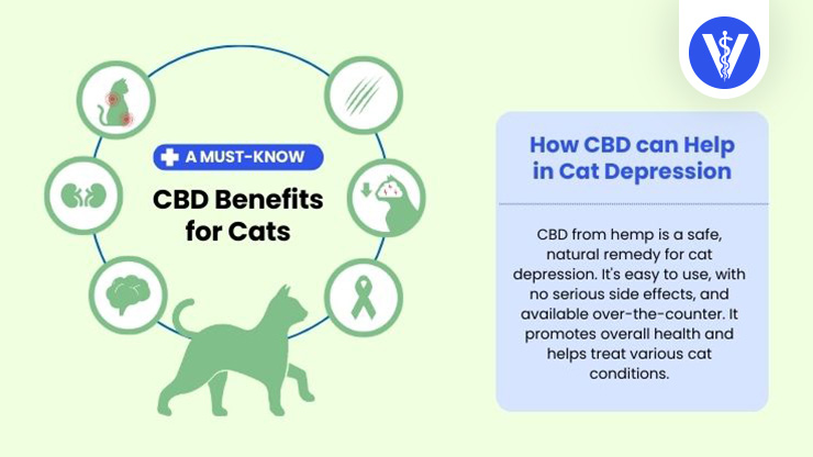 CBD Cat Depression