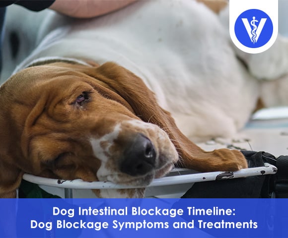Dog intestinal blockage timeline