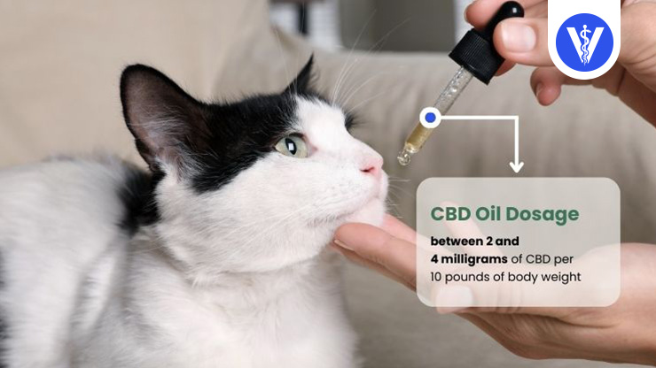 CBD Oil Dosage Cat Depression