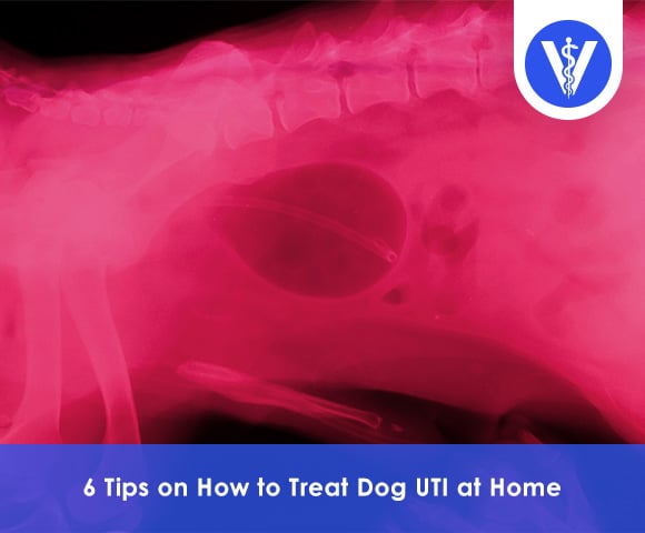 How to treat dog uti at home