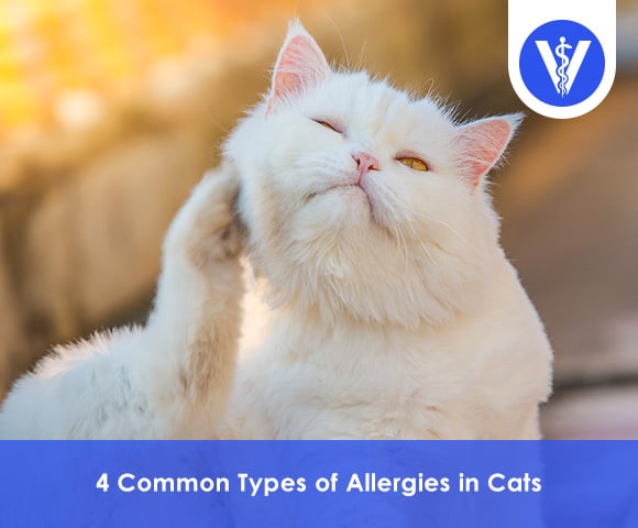 Allergies in Cats
