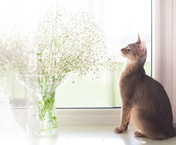 is baby's breath toxic to cats
