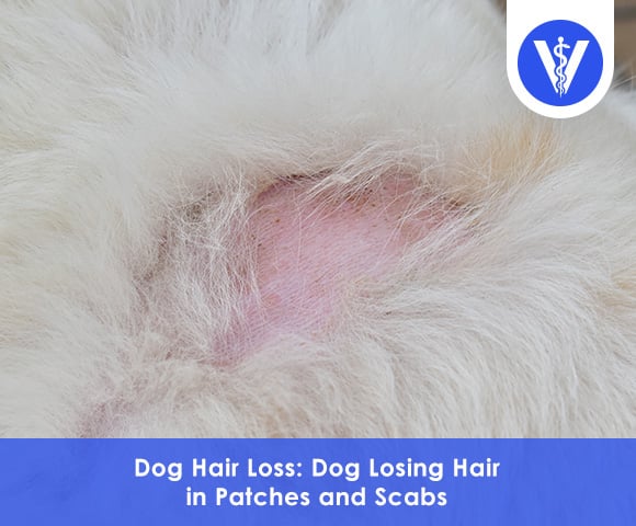 Dog Hair Loss