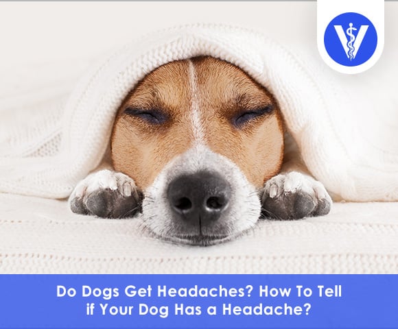 Do dogs get headaches